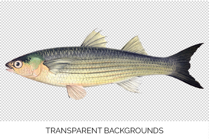 fish-clipart