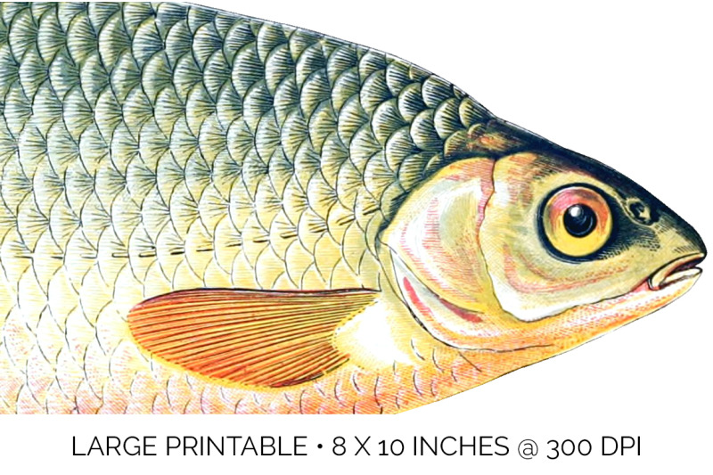 fish-clipart