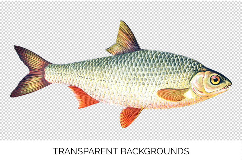 fish-clipart