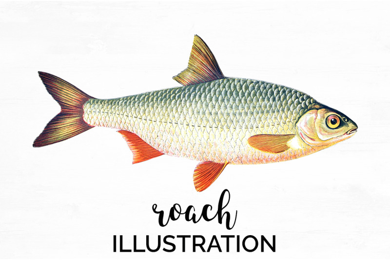 fish-clipart