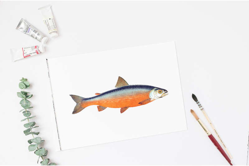 fish-clipart