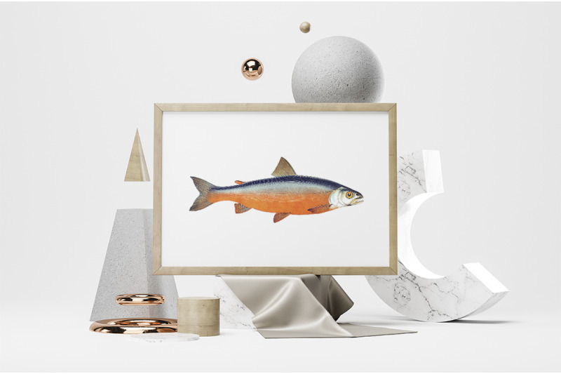 fish-clipart