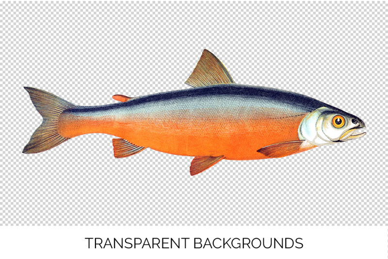 fish-clipart