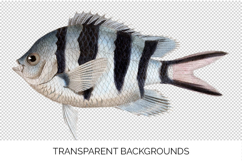 fish-clipart