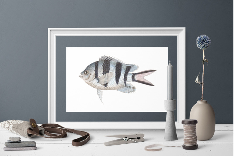 fish-clipart