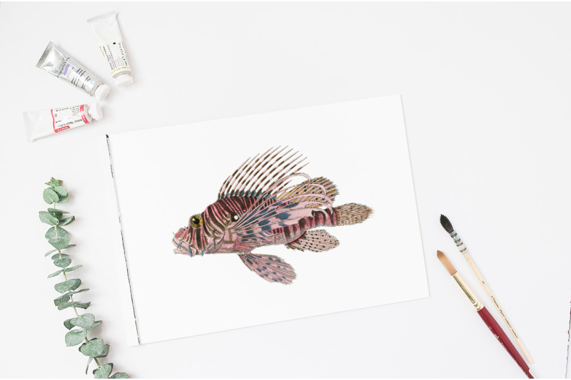 lionfish-fish-clipart