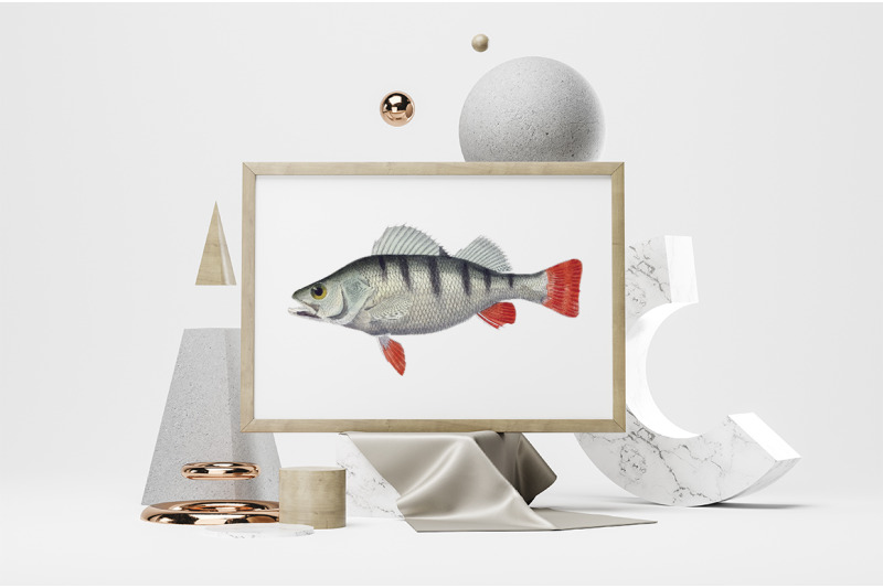 perch-fish-clipart