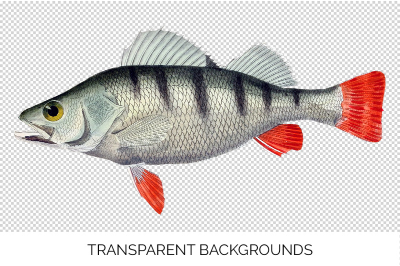 perch-fish-clipart