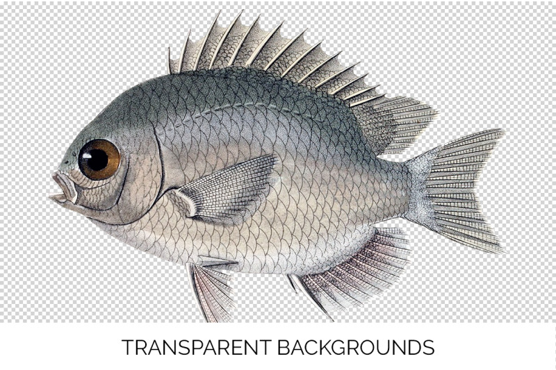 fish-clipart