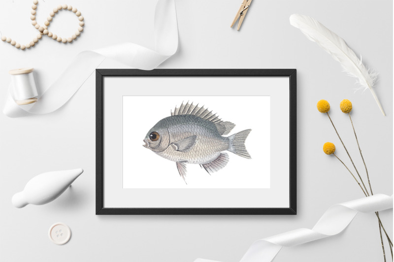 fish-clipart