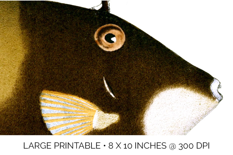 fish-clipart