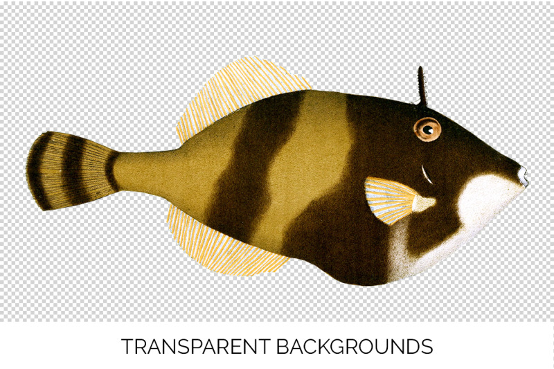 fish-clipart