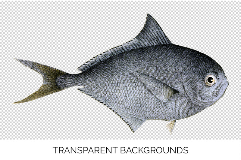 fish-clipart