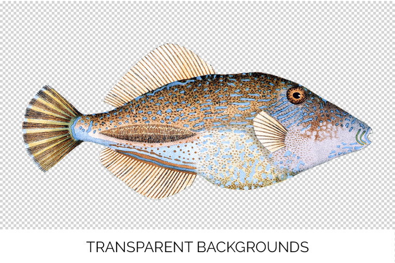 fish-clipart