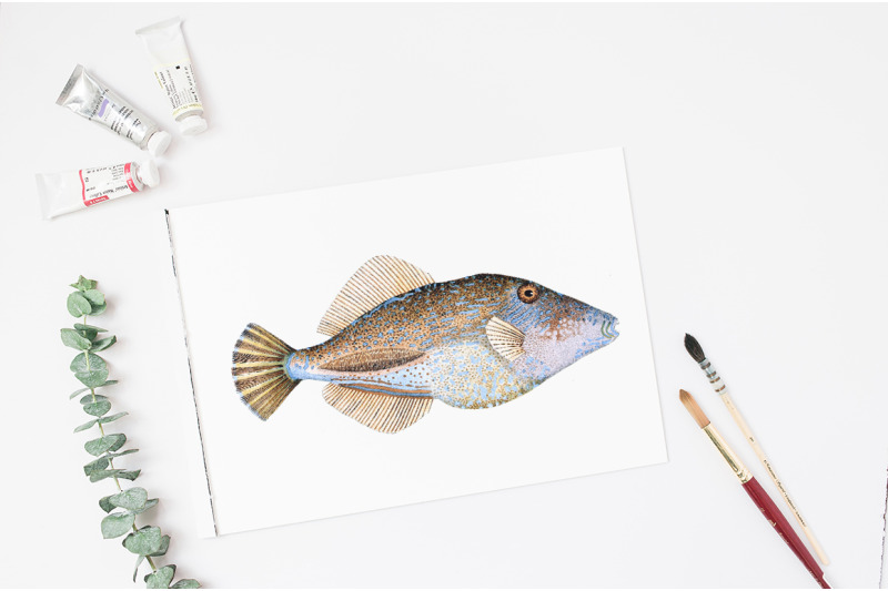 fish-clipart