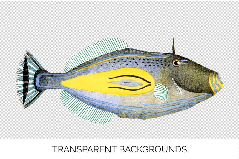 fish-clipart