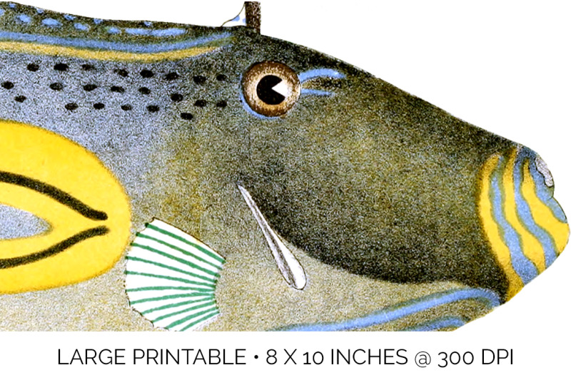 fish-clipart