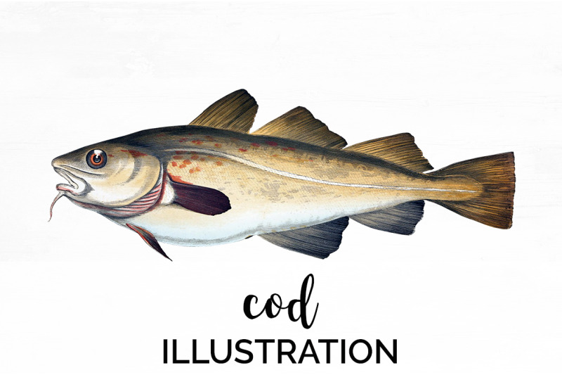 fish-clipart