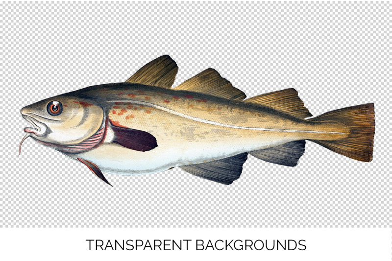 fish-clipart