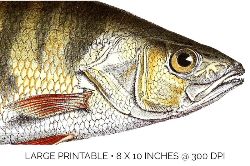 perch-clipart-fish
