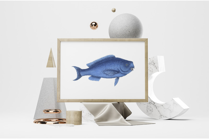 fish-clipart