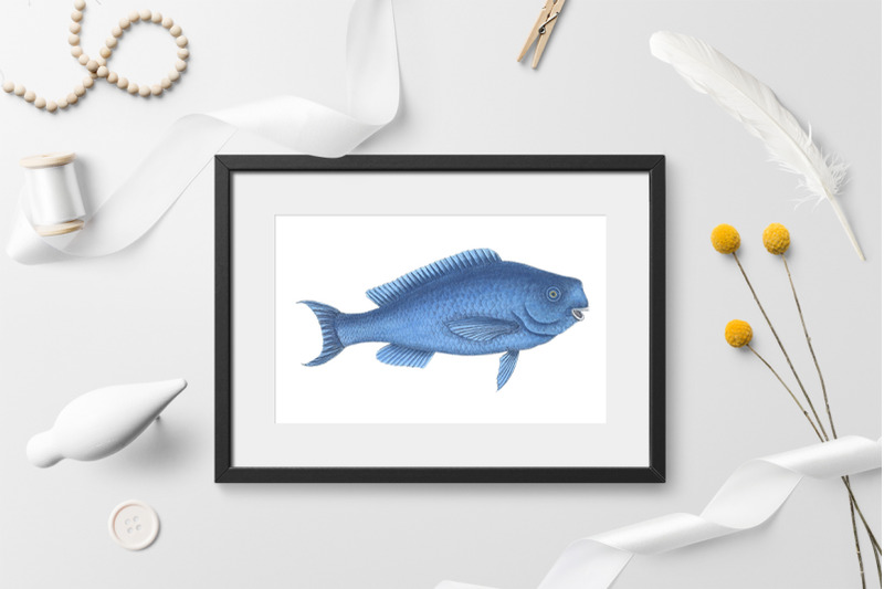 fish-clipart