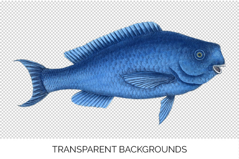 fish-clipart