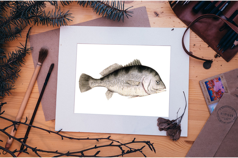 fish-clipart