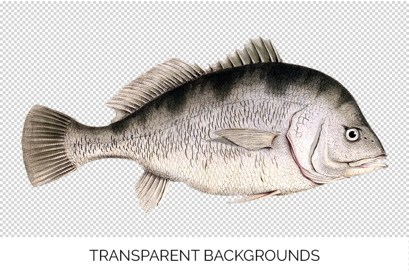 fish-clipart