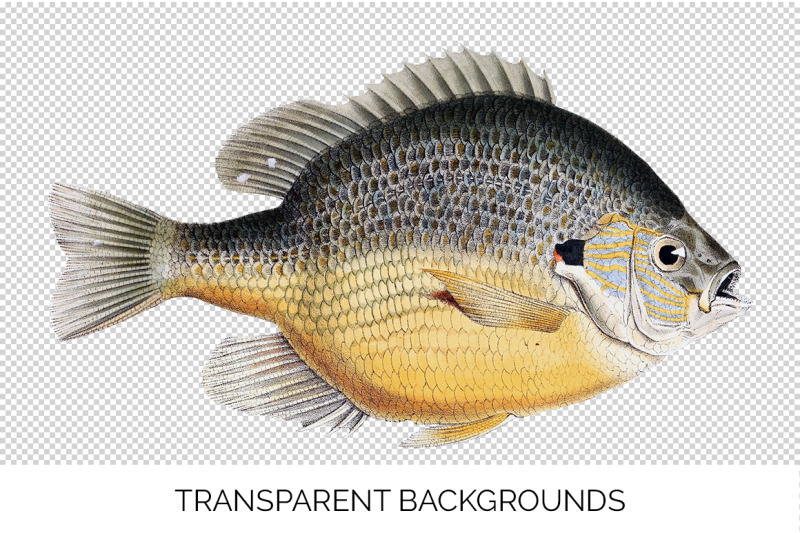 fish-clipart