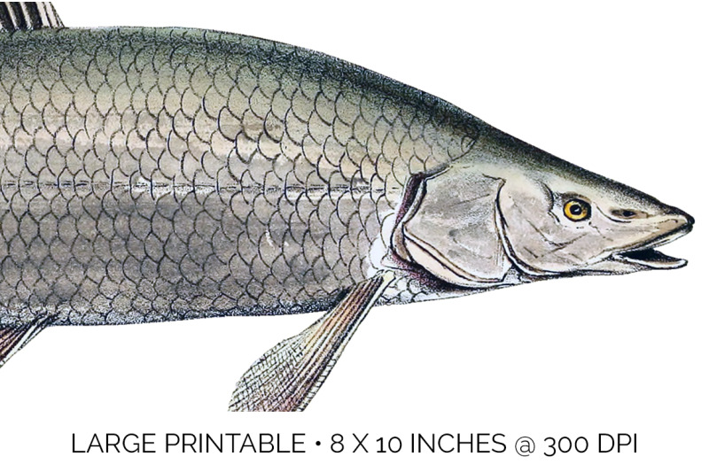 fish-clipart