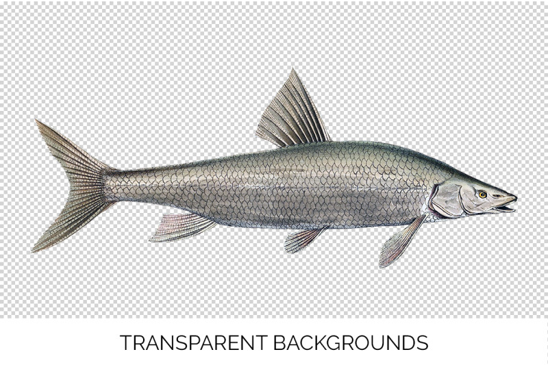 fish-clipart