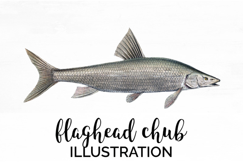 fish-clipart