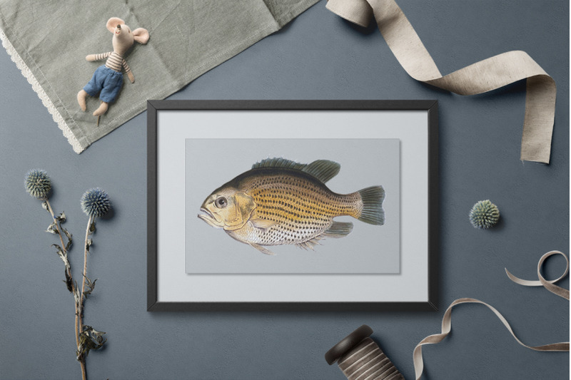 fish-clipart