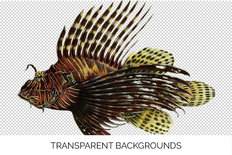 lionfish-clipart