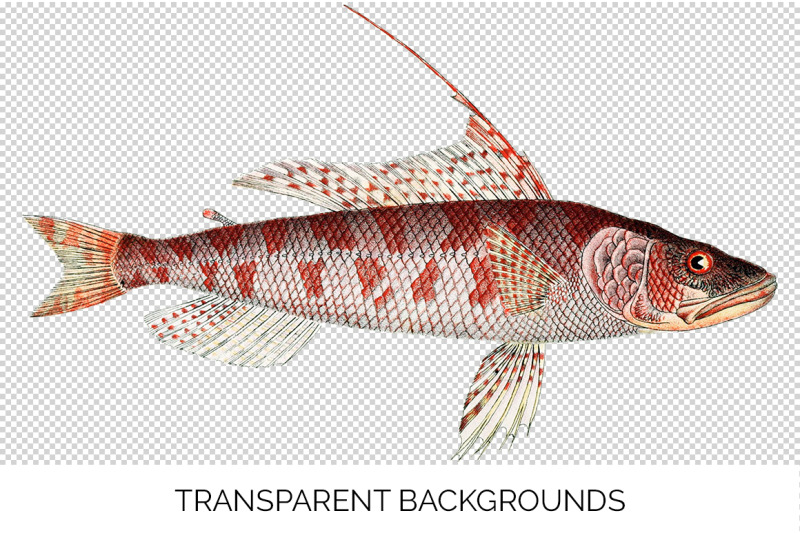 fish-clipart