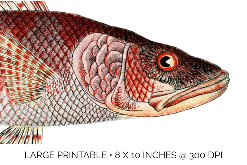 fish-clipart