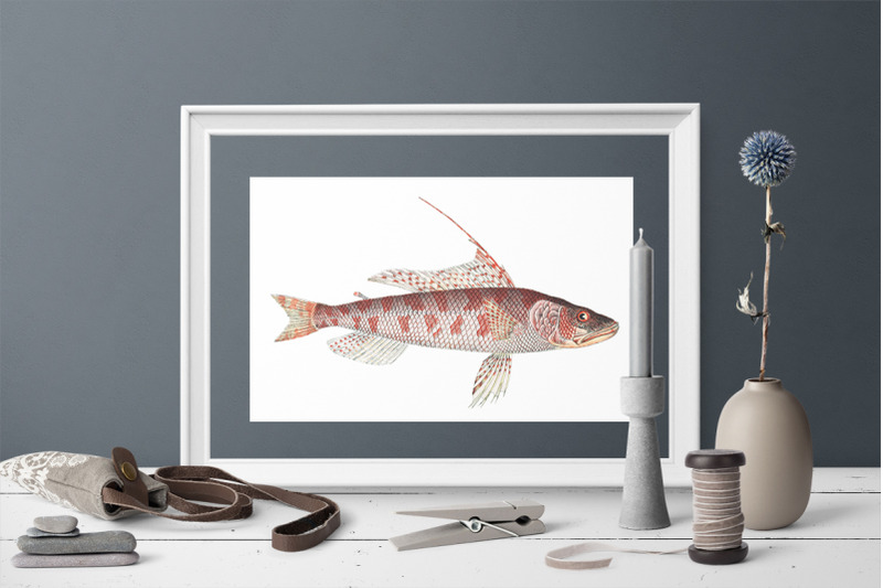 fish-clipart