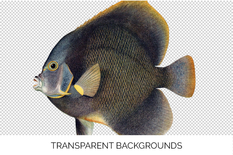 angel-fish-clipart