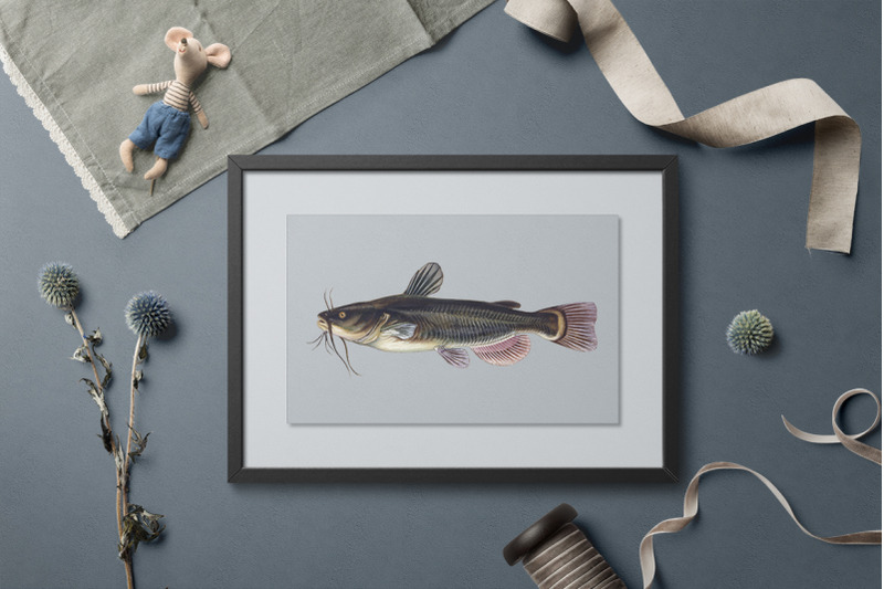 catfish-fish-clipart