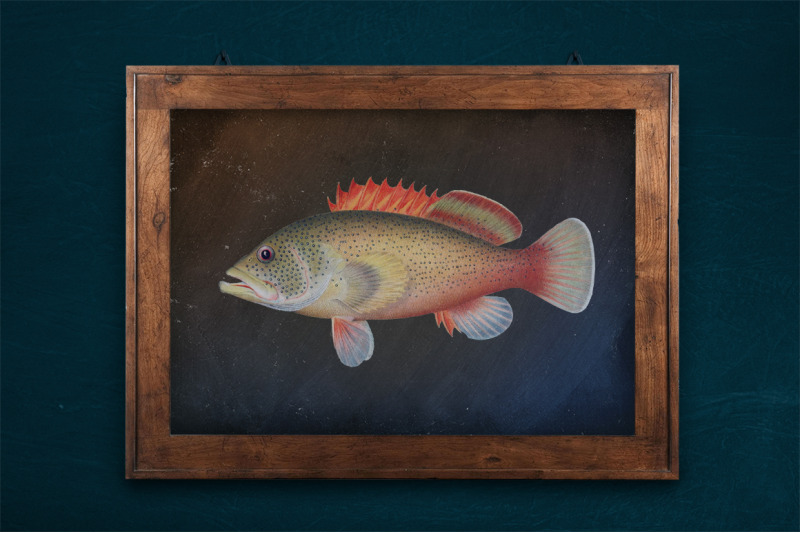 grouper-fish-clipart