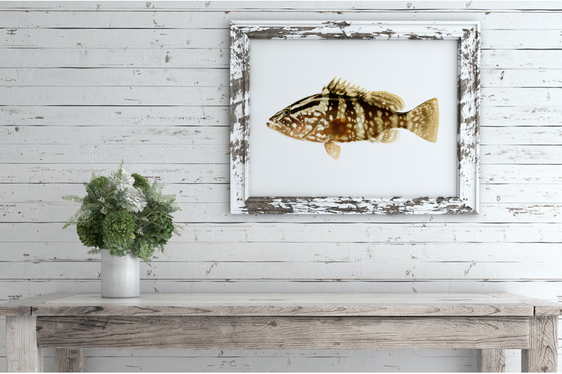 grouper-fish-clipart