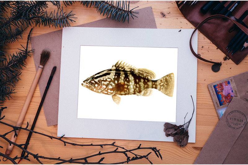 grouper-fish-clipart