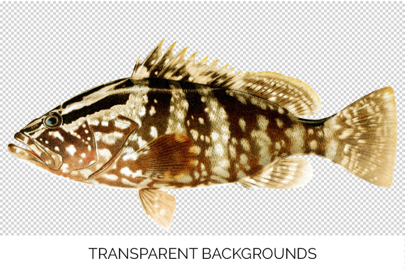 grouper-fish-clipart