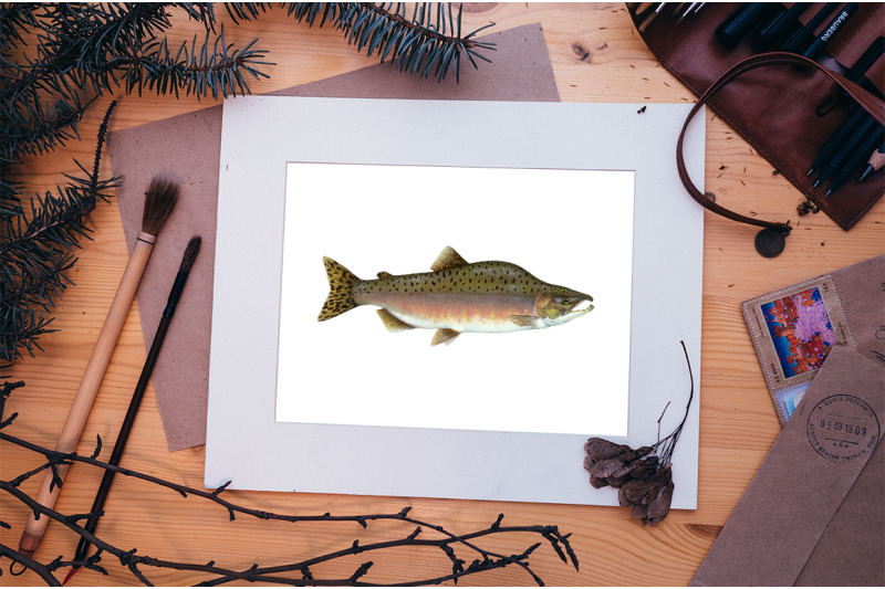 salmon-fish-clipart