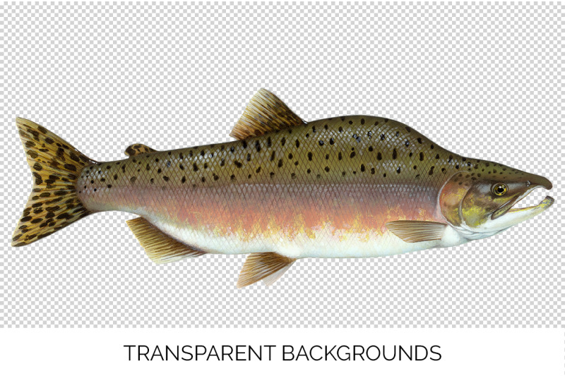 salmon-fish-clipart