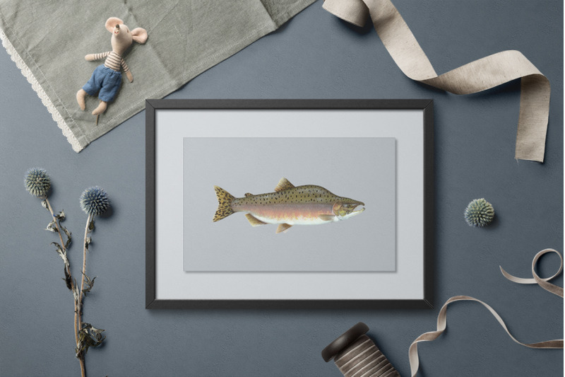 salmon-fish-clipart