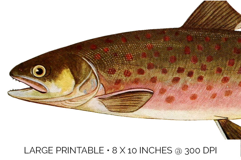 trout-fish-clipart