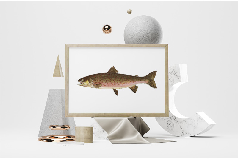 trout-fish-clipart