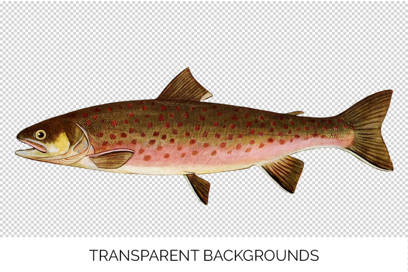 trout-fish-clipart